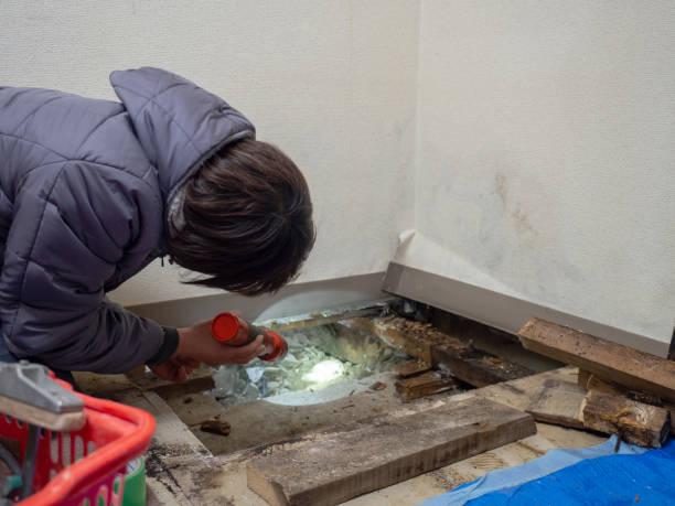 Best Mold Damage Restoration  in Colma, CA